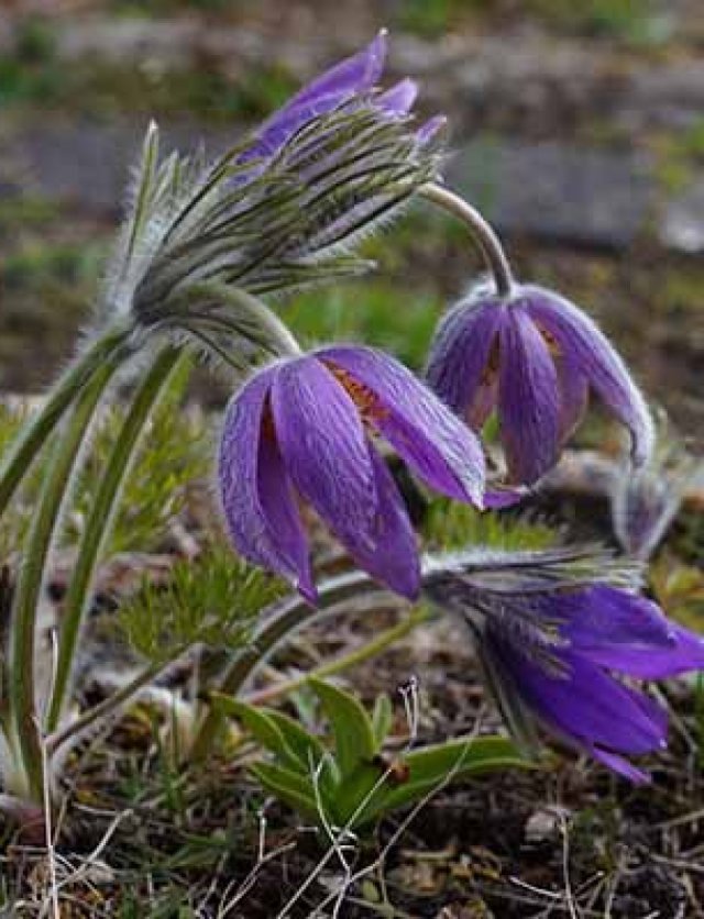 Vaste planten kweken uit zaad: het kost je één winter en een beetje geduld