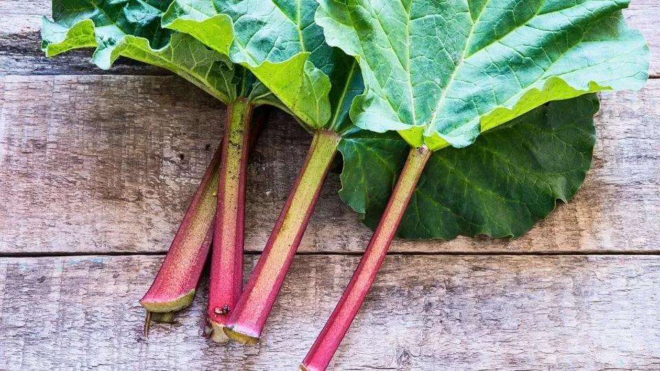 Afbeelding Rabarber in de tuin: zo plant en verzorg je ‘m