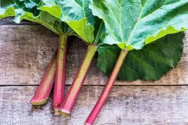 Rabarber in de tuin: zo plant en verzorg je ‘m