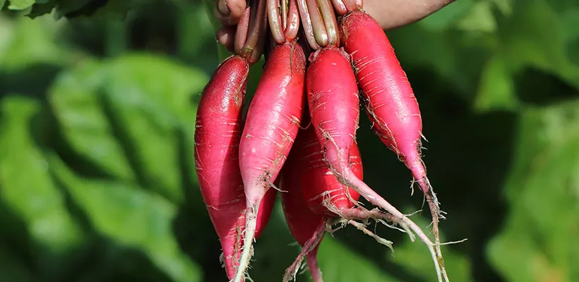 Zaad bestellen van oosterse radijs