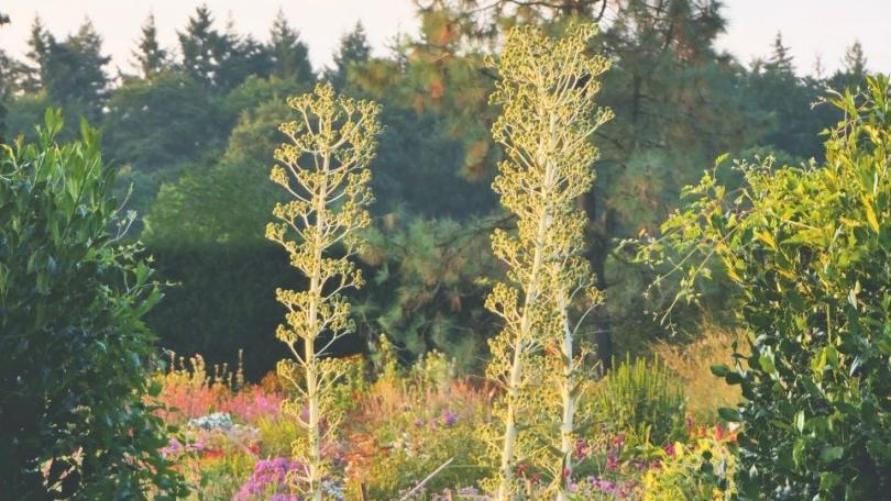 Meer bijen en vlinders in je tuin? Zaai distels