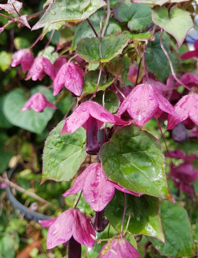 Eenjarige klimmers: snel omhoog, een zomer vol bloemen