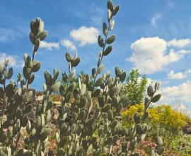 Romeinse schildjes: een plant die nog niemand kent (maar je wel zou moeten kennen)