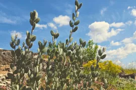 Romeinse schildjes: een plant die nog niemand kent (maar je wel zou moeten kennen)