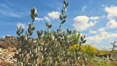 Romeinse schildjes: een plant die nog niemand kent (maar je wel zou moeten kennen)