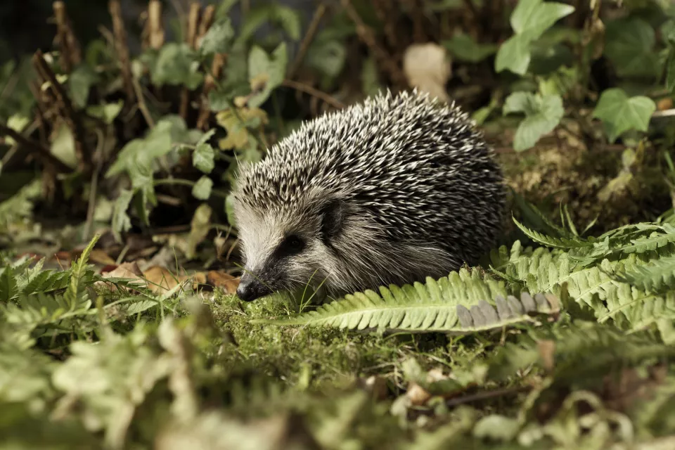 Afbeelding Rommelige tuin