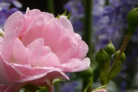 Tips voor budget- en gemakkelijke planten