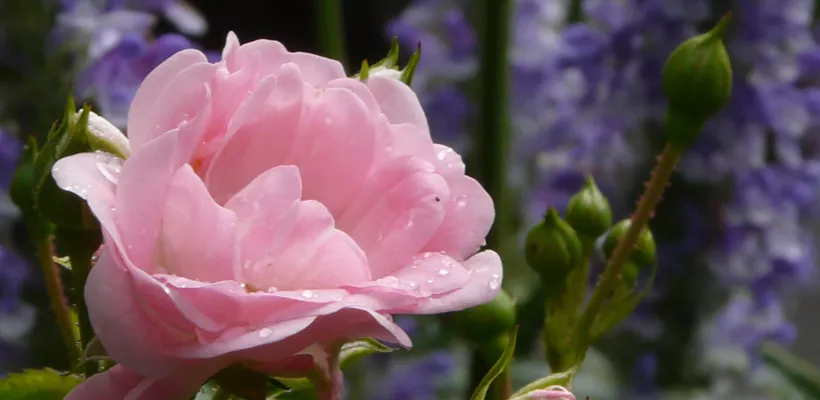 Tips voor budget- en gemakkelijke planten