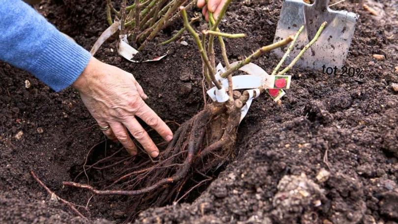 Plant nu rozen met kale wortel: 10% ledenkorting