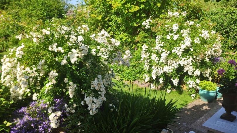 Winnen: Rosa ‘Groei & Bloei’, een witte klimroos die twee keer per jaar schittert