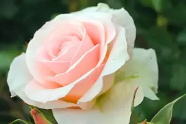 Rozen bemesten: zo bloeien ze tot in het najaar door