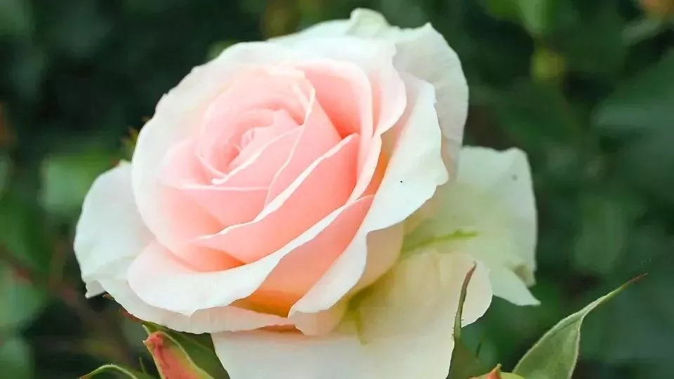 Afbeelding Rozen bemesten: zo bloeien ze tot in het najaar door