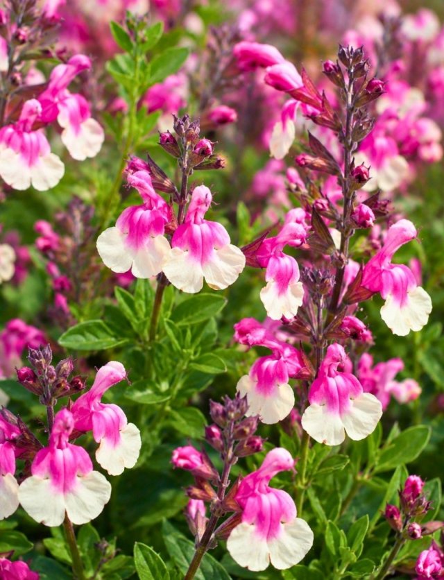 De beste 6 salvia’s voor je tuin