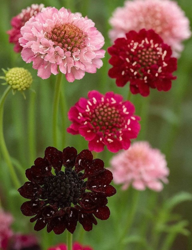 Eenjarigen voor een lange pluk: verbena, scabiosa en meer om zelf te zaaien