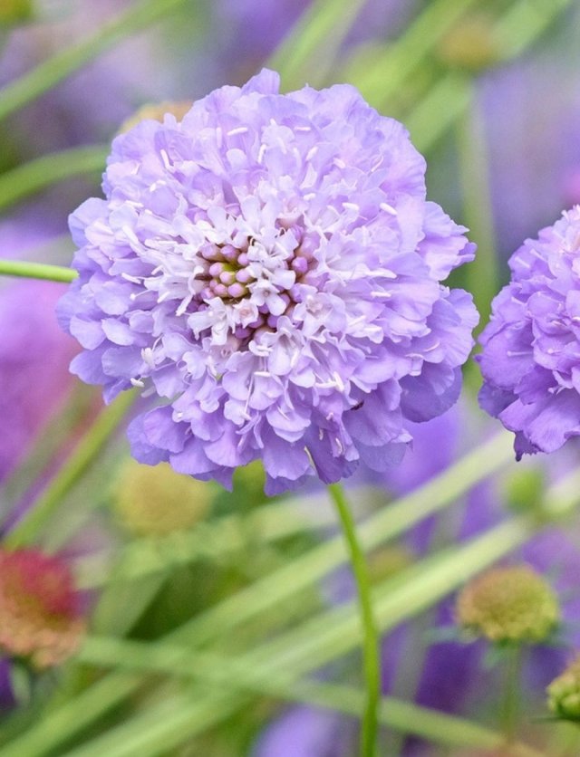Scabiosa-achtigen zaaien: vijf luchtige bloeiers
