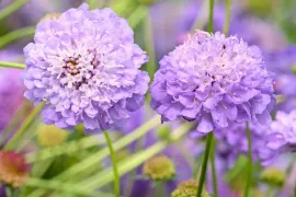 Scabiosa-achtigen zaaien: vijf luchtige bloeiers