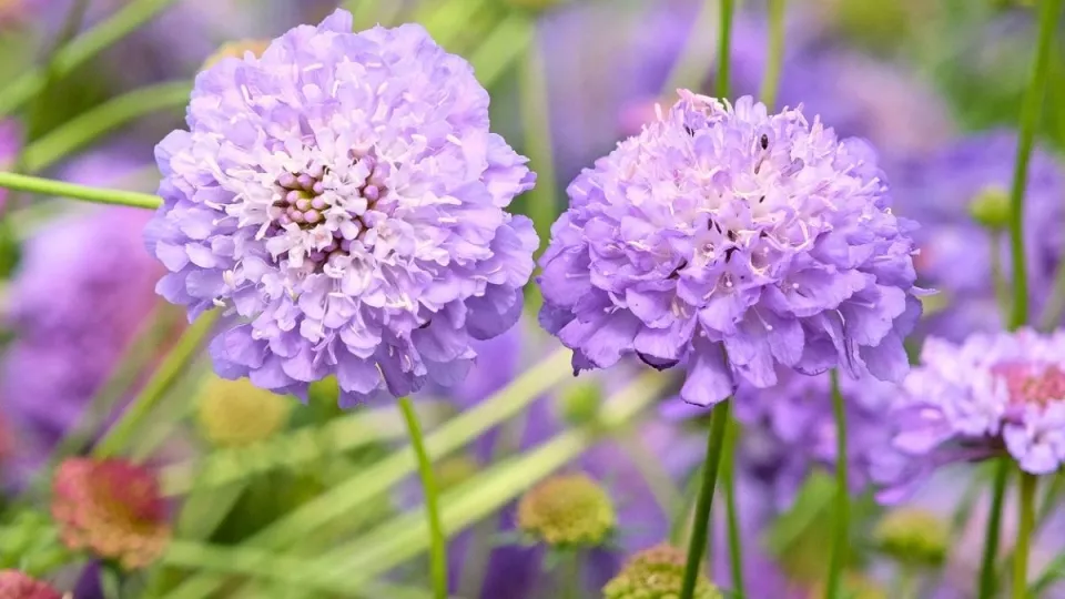 Afbeelding Scabiosa-achtigen zaaien: vijf luchtige bloeiers