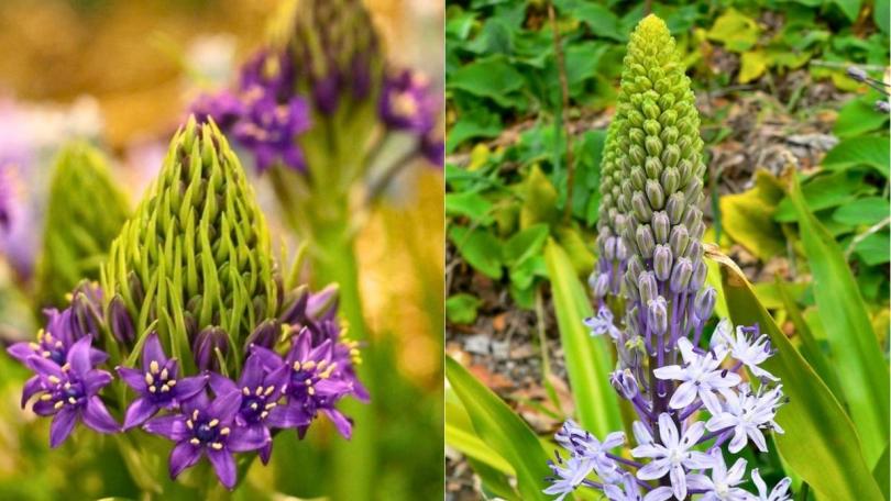Twee bijzondere Scilla’s die je niet overal tegenkomt
