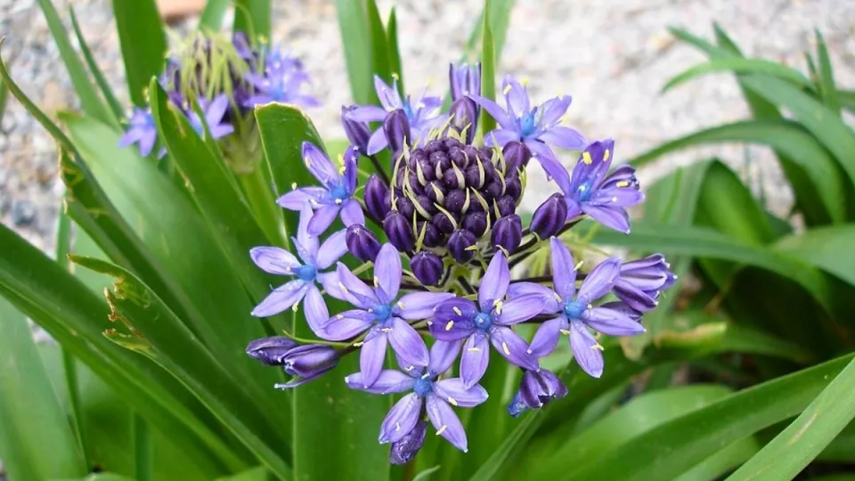 Afbeelding Twee bijzondere Scilla’s die je niet overal tegenkomt