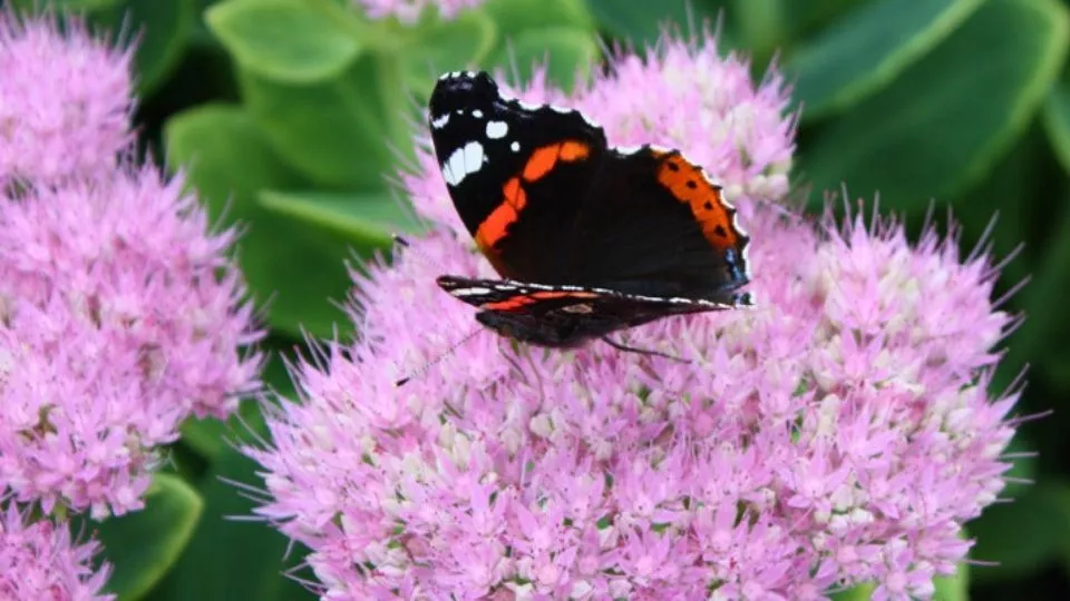 Afbeelding Valt je sedum uit elkaar? Zo houd je hem rechtop