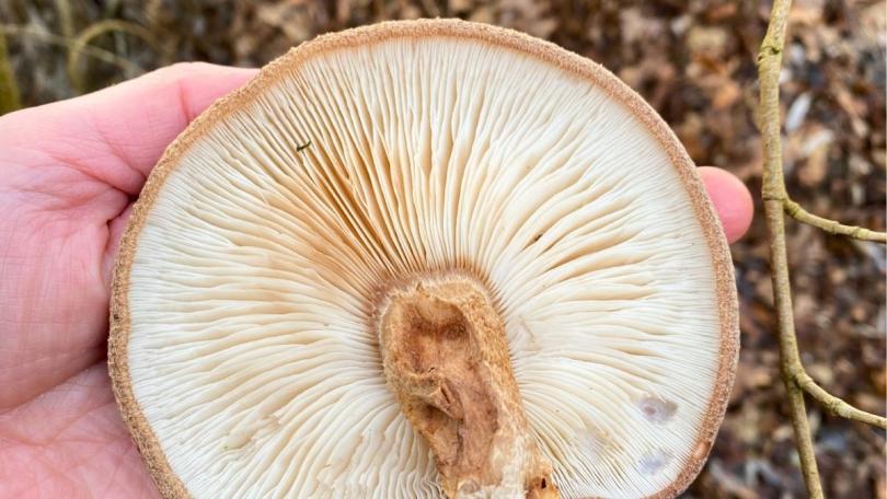Paddenstoelen uit eigen tuin: Karin kweekt ze op boomstammen