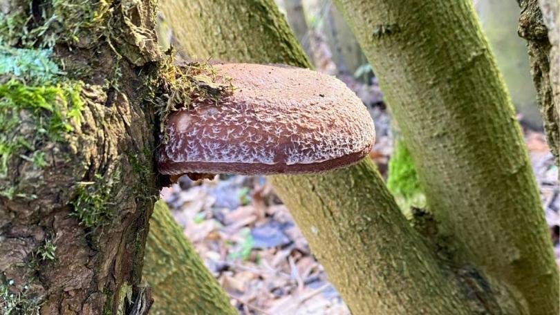 Paddenstoelen uit eigen tuin: Karin kweekt ze op boomstammen