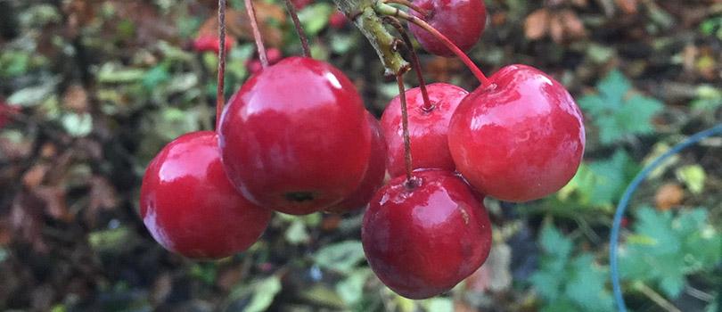 Hoe snoei ik ... 10 toppers!