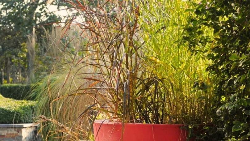 15 tips voor grassen in pot