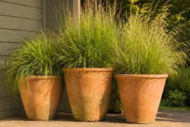 15 tips voor grassen in pot