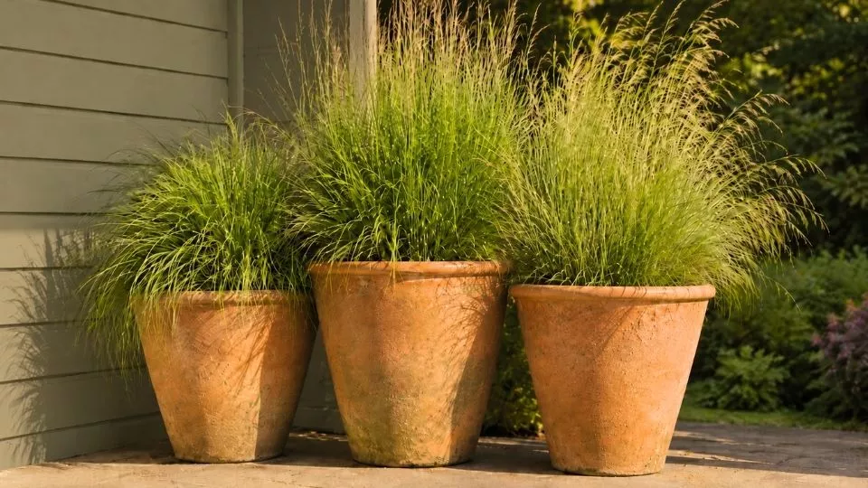 Afbeelding 15 tips voor grassen in pot