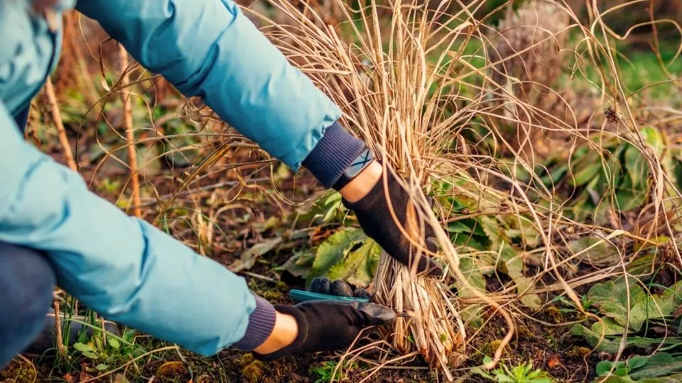 Afbeelding Siergrassen snoeien: laat het jonge groen staan