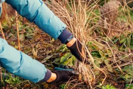 Siergrassen snoeien: laat het jonge groen staan