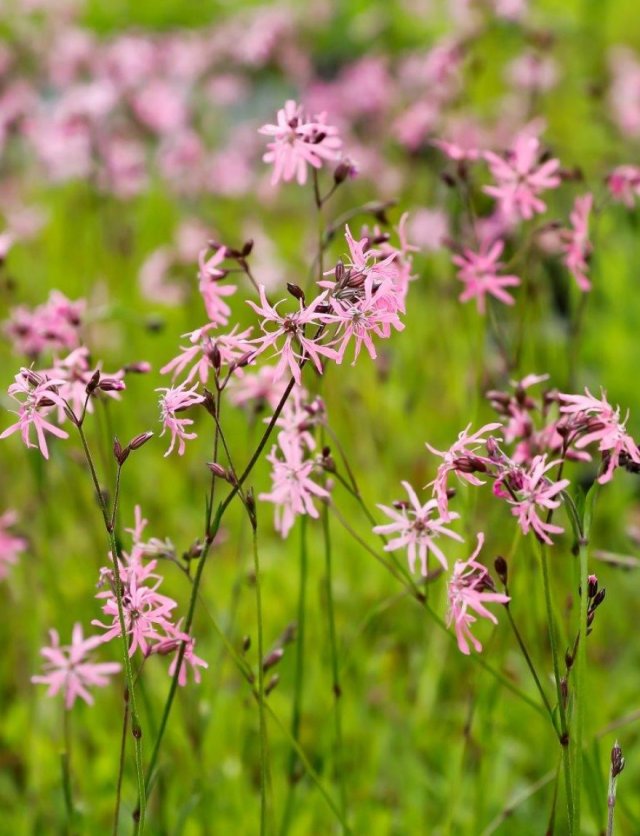 Lychnis: van prikneus tot koekoeksbloem