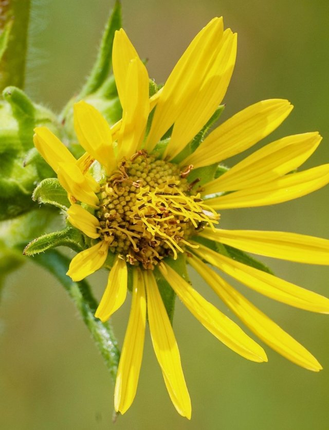 Zelf hoge planten zaaien: Tithonia, Silphium en Persicaria