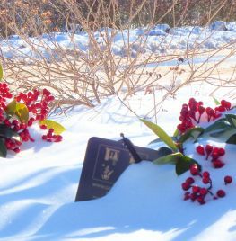 Skimmia in de sneeuw