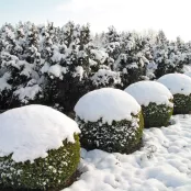 Sneeuw van takken en vijver ijsvrij