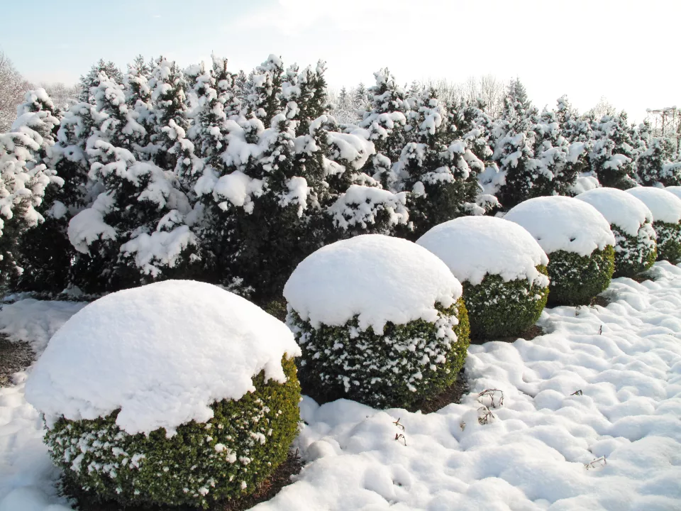 Afbeelding Sneeuw van takken en vijver ijsvrij