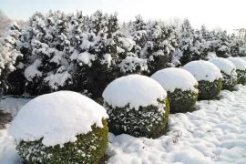 Sneeuw van takken en vijver ijsvrij