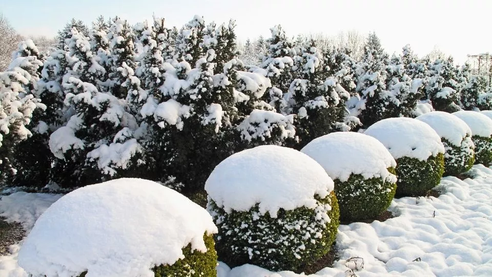 Afbeelding Sneeuw en ijs in de tuin: dit doe je wél en niet