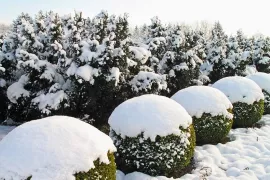 Sneeuw en ijs in de tuin: dit doe je wél en niet