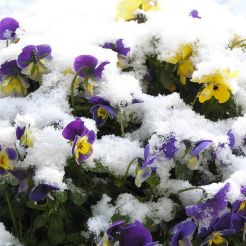 Sneeuw viooltje p3240006