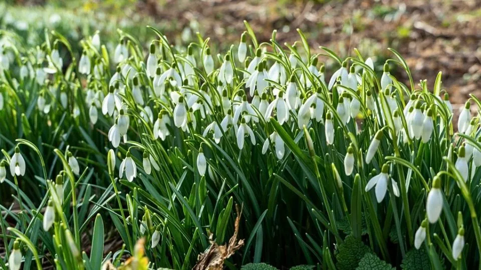 Afbeelding Sneeuwklokjes vermeerderen: zo deel je de pollen