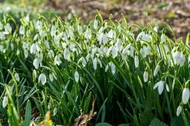 Sneeuwklokjes vermeerderen: zo deel je de pollen