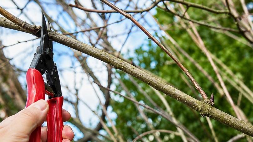 Snoeien voor bijen: zo snoei je insectvriendelijk