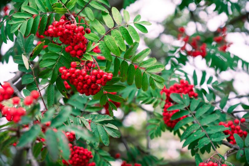 Varieer met duurzaam gekweekte planten en bomen