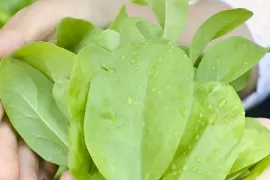 Verse oogst in hartje winter? Zaai door in de koude bak