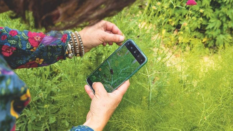 Spontane planten: kijk eens wat er vanzelf in je tuin groeit