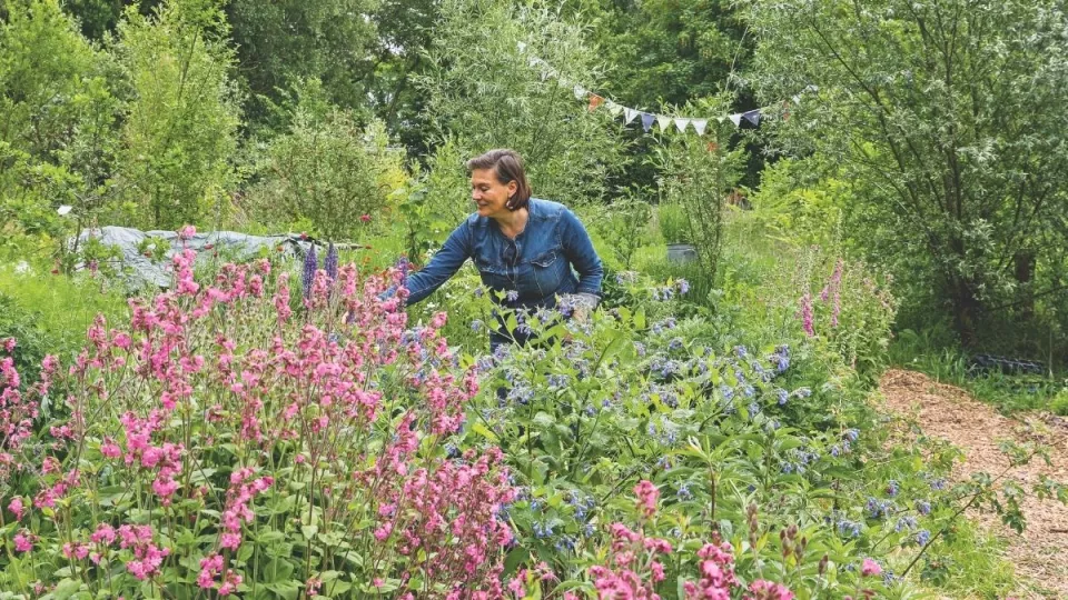 Afbeelding Spontane planten: kijk eens wat er vanzelf in je tuin groeit