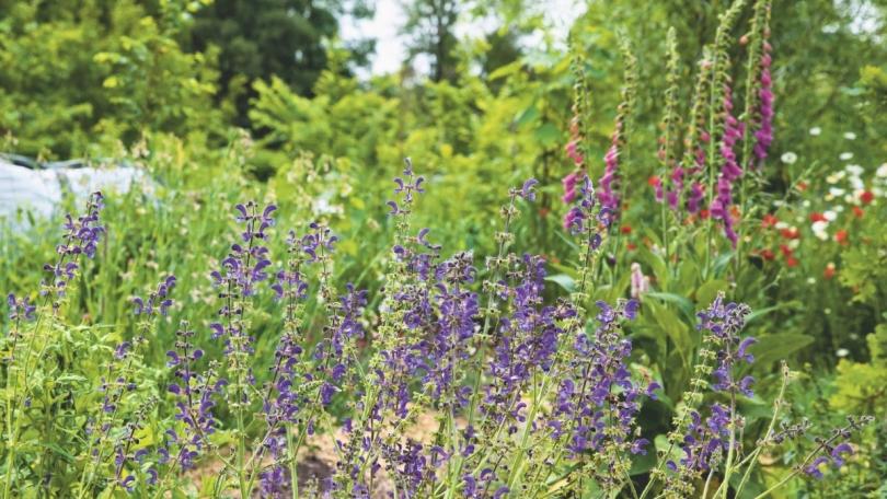 Spontane planten: kijk eens wat er vanzelf in je tuin groeit
