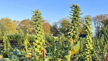 Moestuin in november: voorbereidingen voor de winter